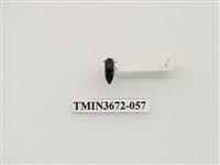 藏品(吉丁蟲)的圖片